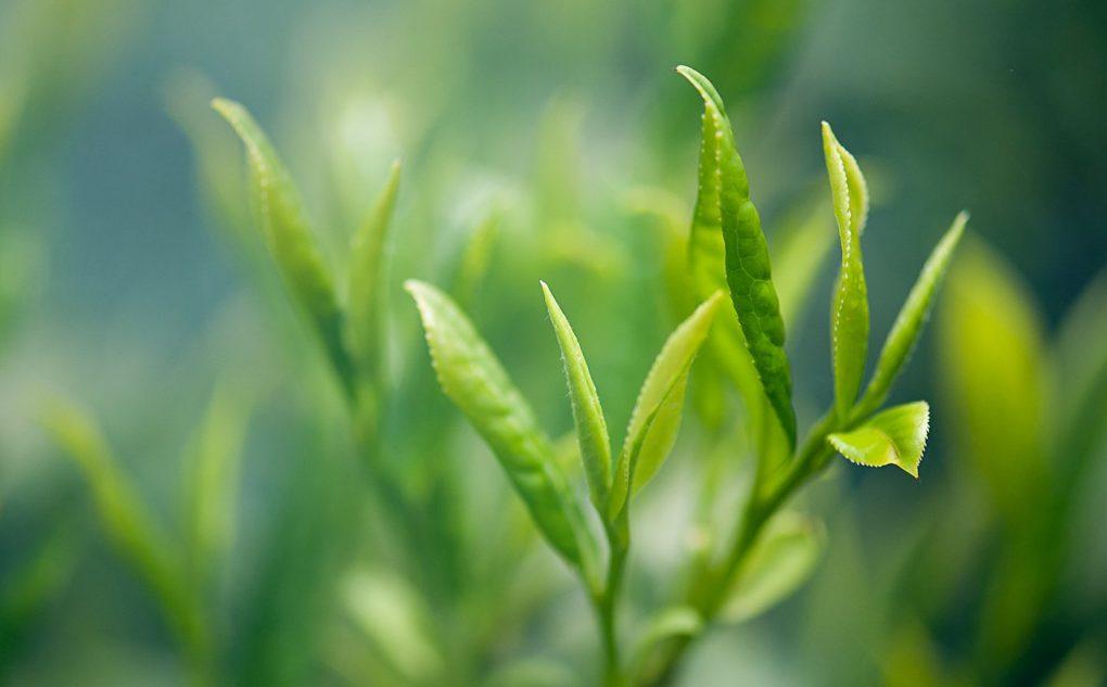 3 ways How To Test Natural Indian Tea